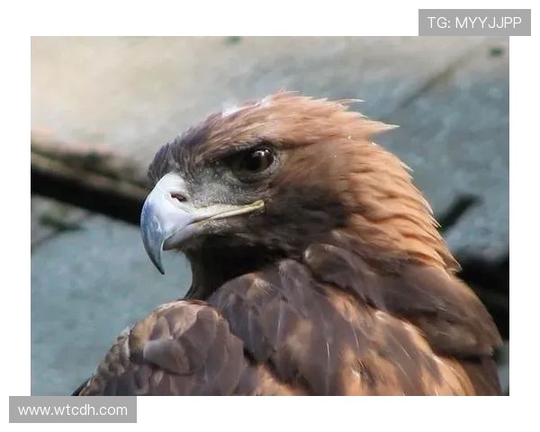 老鹰队崛起之路:从青年才俊到东部强队的蜕变与挑战